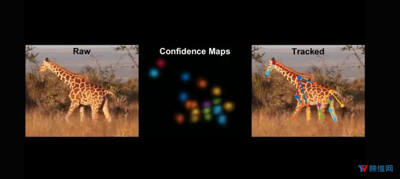 普林斯顿大学用AI神经网络从视频中对动物展开动作捕捉