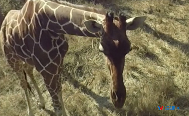 Oculus Rift 每周新内容