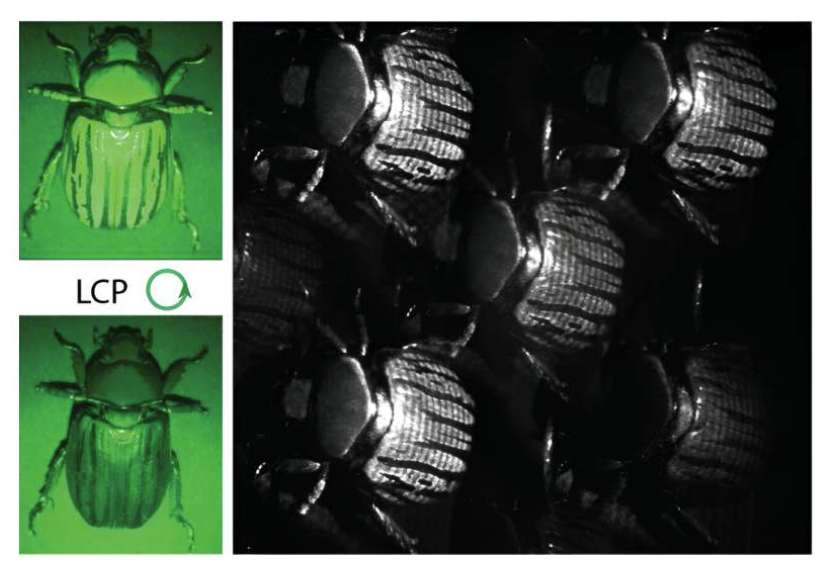 哈佛大学开发紧凑single-shot偏振成像系统，用于AR/VR眼动追踪