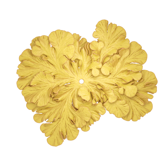 Differential Growth Addon – 可生成网格的免费 Blender 插件，其生成算法灵感来自地衣、藻类、有孔虫、珊瑚等有机物的生长！