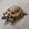 コンポジゴク