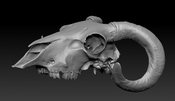 FREE 3D RAM SKULL – 来自TEN24的公羊头骨3D扫描模型数据免费发放！