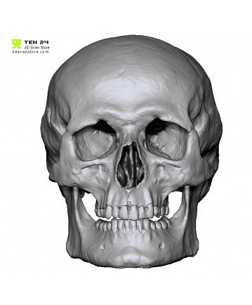 Free Male Skull 3D scan – 在 Ten21 免费提供男性头盖骨 3D 扫描数据（ZBrush ZTL 和 OBJ）！