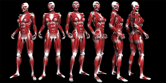Miranda Ver.3 发布了！- 由肌肉绑定匠人 大苏莲风氏使用 MAYA Muscle 制作的多用途肌肉绑定素体