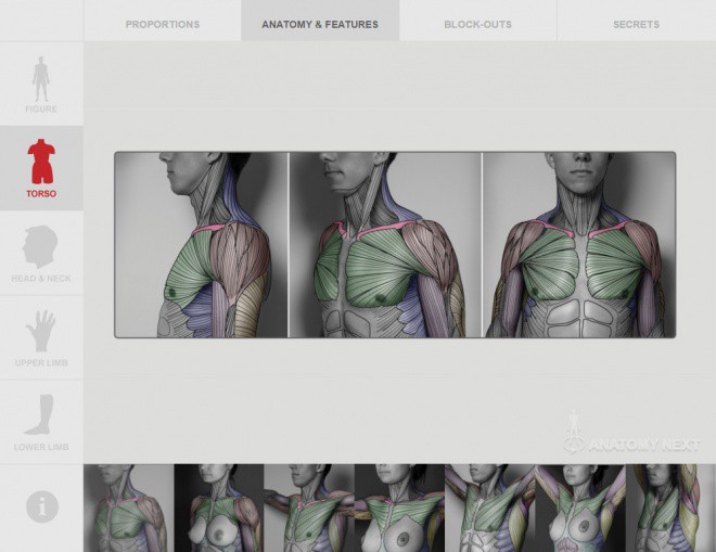 Anatomy Next – 人体资料的宝库！面向艺术家的人体解剖学参考资料库网站！
