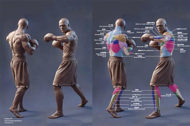 3danatomy_12