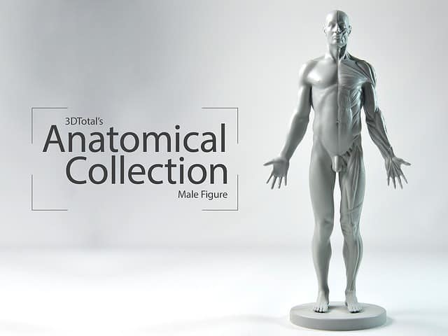 Anatomical Collection: Male figure – 来自3DTotal、面向艺术家的紧凑型人体解剖模型登场！正在KickStarter上筹集资金！