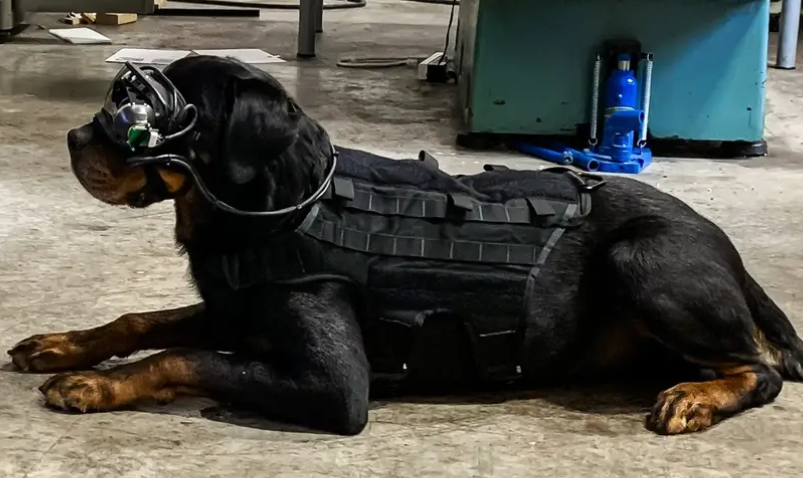 美国陆军给军犬装备AR头戴系统，提升军犬执行任务能力