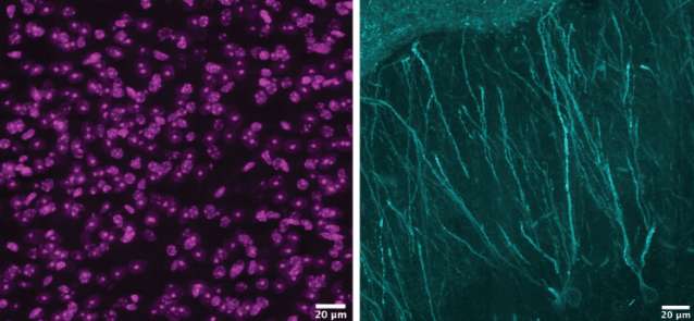 英伟达分享：虚拟现实如何揭开人类记忆的分子密码