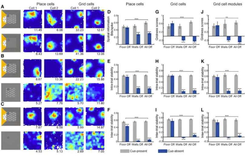VR研究：墙壁对于稳定负责空间导航的神经元至关重要