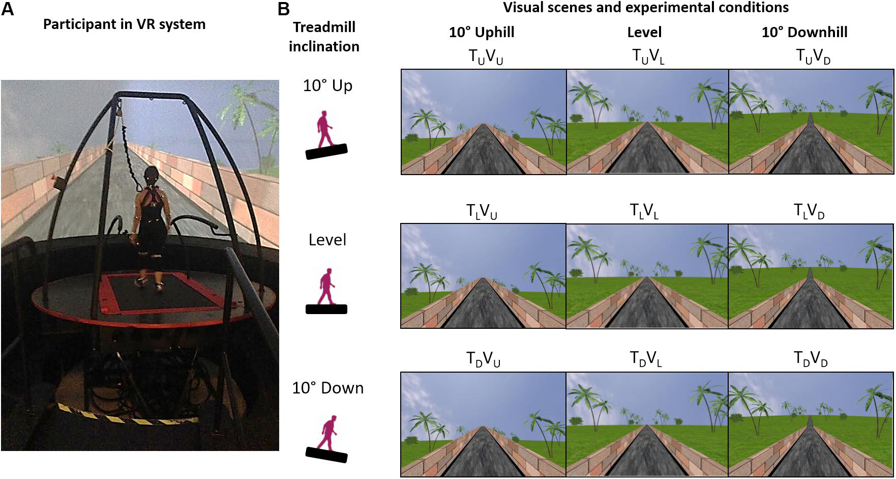研究员用VR技术探索视觉、重力对人类运动规划的影响