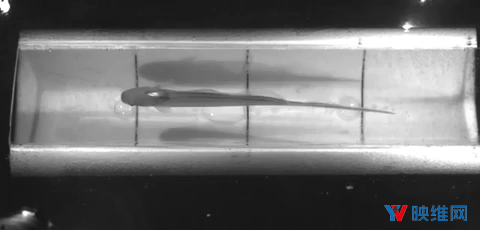 研究员试图用AR鱼缸欺骗鱼的感官系统，结果反被鱼识破